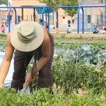 Garden at Denver Green School - Sprout City Farms video