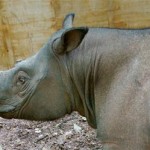 Sumatra rhino, Puntung, by Borneo Rhino Alliance