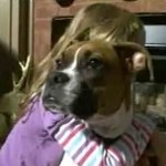 boxer saves family from gas leak NBCvid