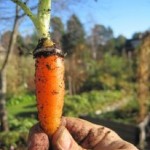 Carrot with ring growing in it