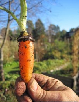Carrot with ring growing in it