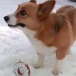 Corgi digs out of avalanche