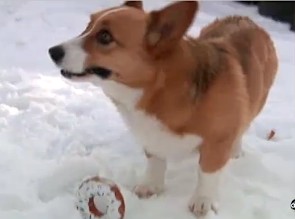 Corgi digs out of avalanche