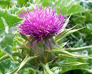 Milk thistle flower is good for liver health - GNU