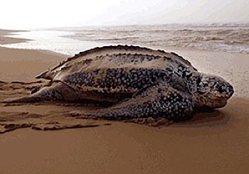Leatherback in sunset