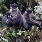Monkey Grizzled Langur rediscovered