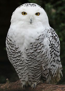 Snowy Owl by Pe ha45-Flickr-CC