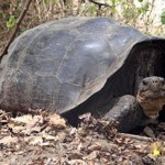galapogos tortoise descended from parents thought to be extinct