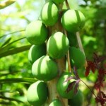 papayas photo by Sun Star