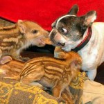 Bulldog and piglets - German sanctuary photo