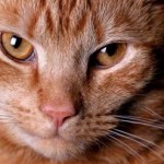 Photo of ginger cat by Hotblack via Morguefile