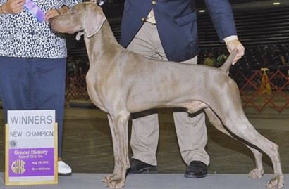 Dog show Westminster Craigslist champ
