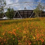 London Olympic stadium flowers