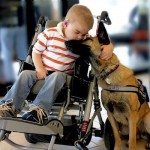 Service dog guards wheelchair Hembree-family-photo