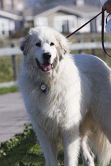 Great Pyrenees dog, photo by Mike Baird via Flickr - cc
