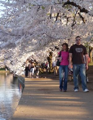 Cherry trees strolling