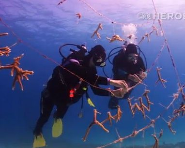 Coral Reef nursery - CNN Video