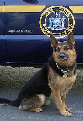 Crime-fighting dog, Wheeler -NYCity Police Dept