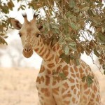 Giraffe Niger rare species-Roland H-Flickr-CC
