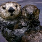 Otter named Toola - Monteray Aquarium photo