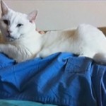 cat survives 19-story fall