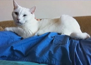 cat survives 19-story fall