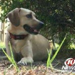 dog saves volunteer walker from attack - WTSP video snapshot