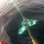 Gray whale caught - Photo by Capt Daves Dolphin and Whale Safari