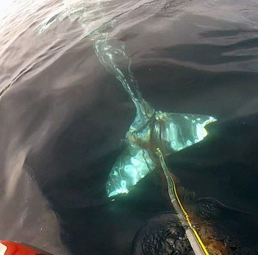 Gray whale caught - Photo by Capt Daves Dolphin and Whale Safari