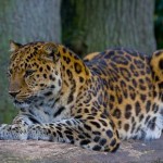 Amur Leopard GNU-Wikipedia