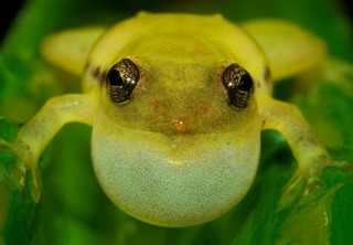 Frog Platypelis - Goncalo Rosa