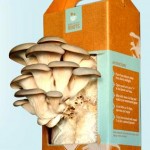 Mushroom kits from Back to the Roots