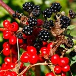 Photo of berries by OldGreySeaWolf, morguefile.com