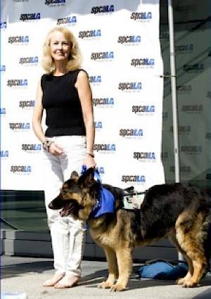 Hero Dog Shepherd with owner - SPCA 2012