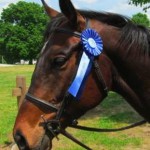 Horse with blue ribbon -Photo by Hidden K Stables