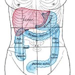 Liver colon stomach illustration from Gray's Anatomy