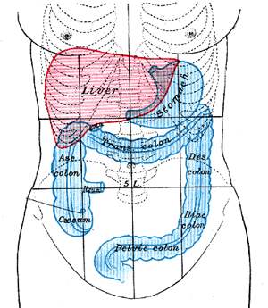 Liver colon stomach illustration from Gray's Anatomy