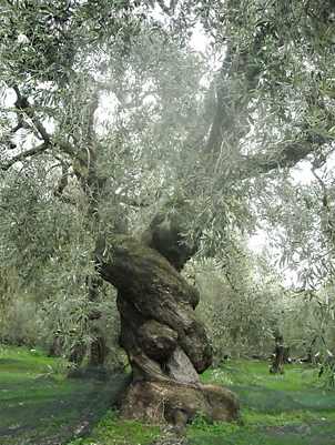 ancient Olive Tree in Pelion Greece -by Dennis Koutou, CC