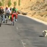 dog joins cycle race- BBC video