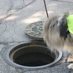 dog sniffing manhole - Riverkeepers photo