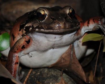 frogs known as chicken frogs surviving re-entry in the wild