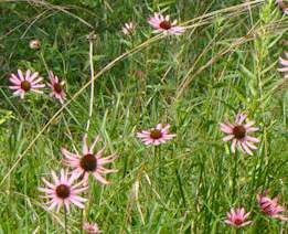 purple coneflower Tennessee-USFW