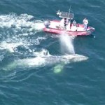 whale rescue in Sanoma -CBSvid