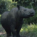 female Sumatran Rhino gave birth - Indonesian Rhino Foundation