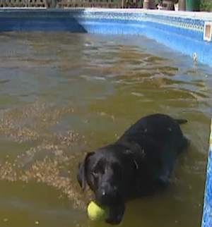 black lab in dirty pool (CNN video)