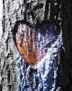 tree carving of heart -Photo by Ohioandy via Morguefile