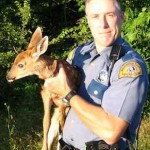Cop with baby deer Bellingham, WA