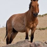 Przewalski's horse by Chinneeb - GNU