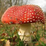 mushroom red capped-badeendjuh-Morguefile