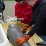 whale baby rescue -Alaska SeaLife Center photo